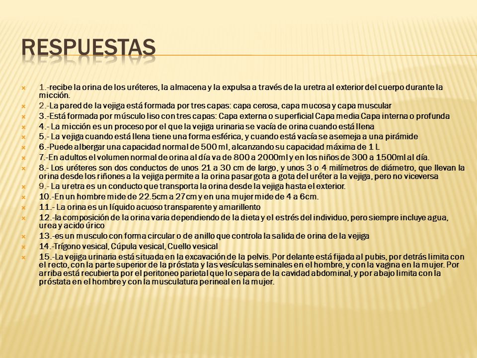 respuestas 1.-recibe la orina de los uréteres, la almacena y la expulsa a través de la uretra al exterior del cuerpo durante la micción.
