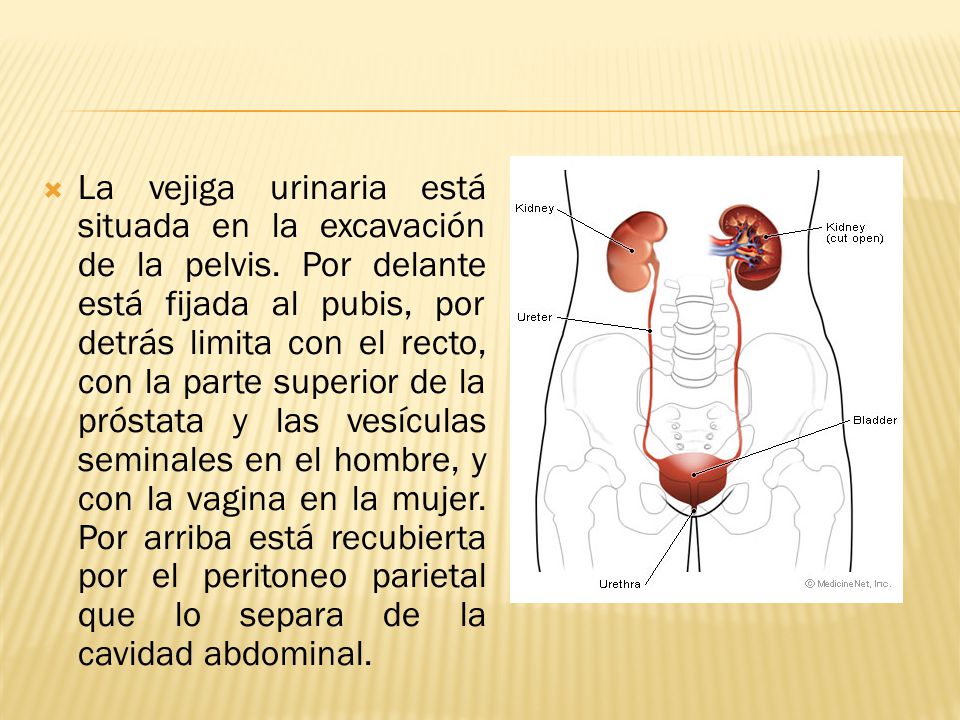 La vejiga urinaria está situada en la excavación de la pelvis