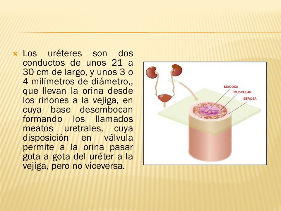 Los uréteres son dos conductos de unos 21 a 30 cm de largo, y unos 3 o 4 milímetros de diámetro,, que llevan la orina desde los riñones a la vejiga, en cuya base desembocan formando los llamados meatos uretrales, cuya disposición en válvula permite a la orina pasar gota a gota del uréter a la vejiga, pero no viceversa.
