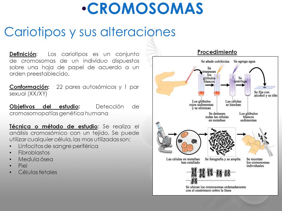 CROMOSOMAS Cariotipos y sus alteraciones Procedimiento