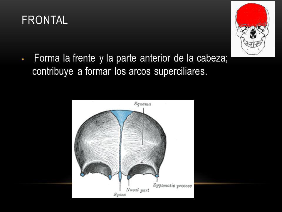 FRONTAL Forma la frente y la parte anterior de la cabeza; contribuye a formar los arcos superciliares.