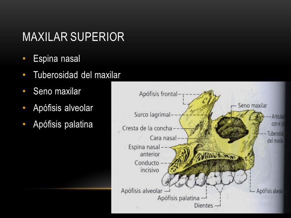 Maxilar Superior Espina nasal Tuberosidad del maxilar Seno maxilar