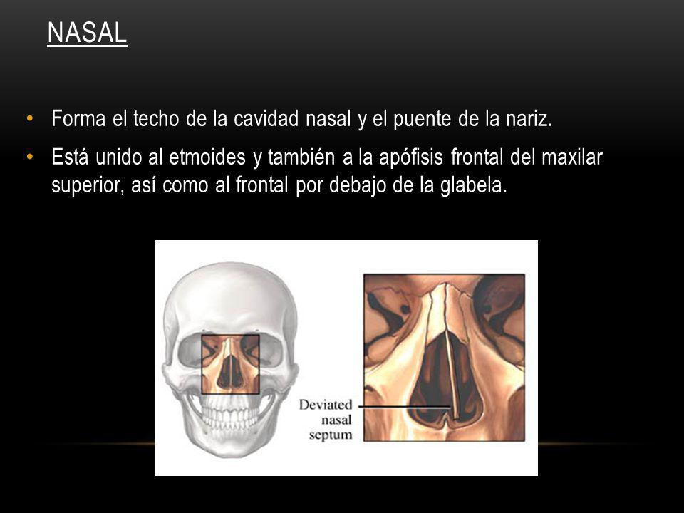 NASAL Forma el techo de la cavidad nasal y el puente de la nariz.
