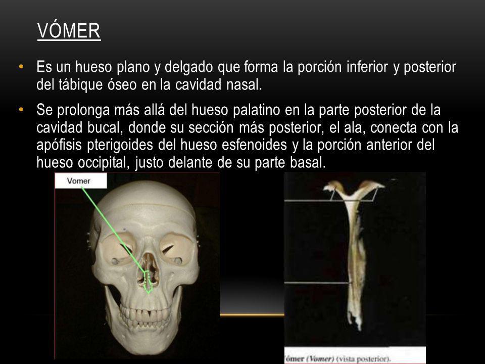 VÓMER Es un hueso plano y delgado que forma la porción inferior y posterior del tábique óseo en la cavidad nasal.