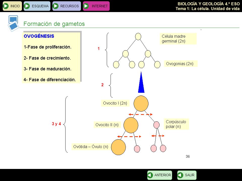 Formación de gametos y 4 INICIO ESQUEMA RECURSOS INTERNET