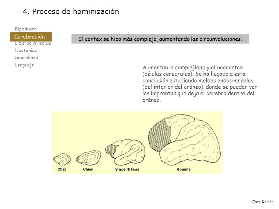 El cortex se hizo más complejo, aumentando las circunvoluciones.