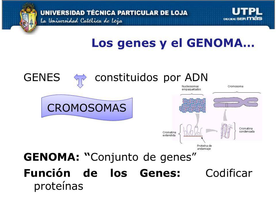 Los genes y el GENOMA… GENES constituidos por ADN GENOMA: Conjunto de genes Función de los Genes: Codificar proteínas