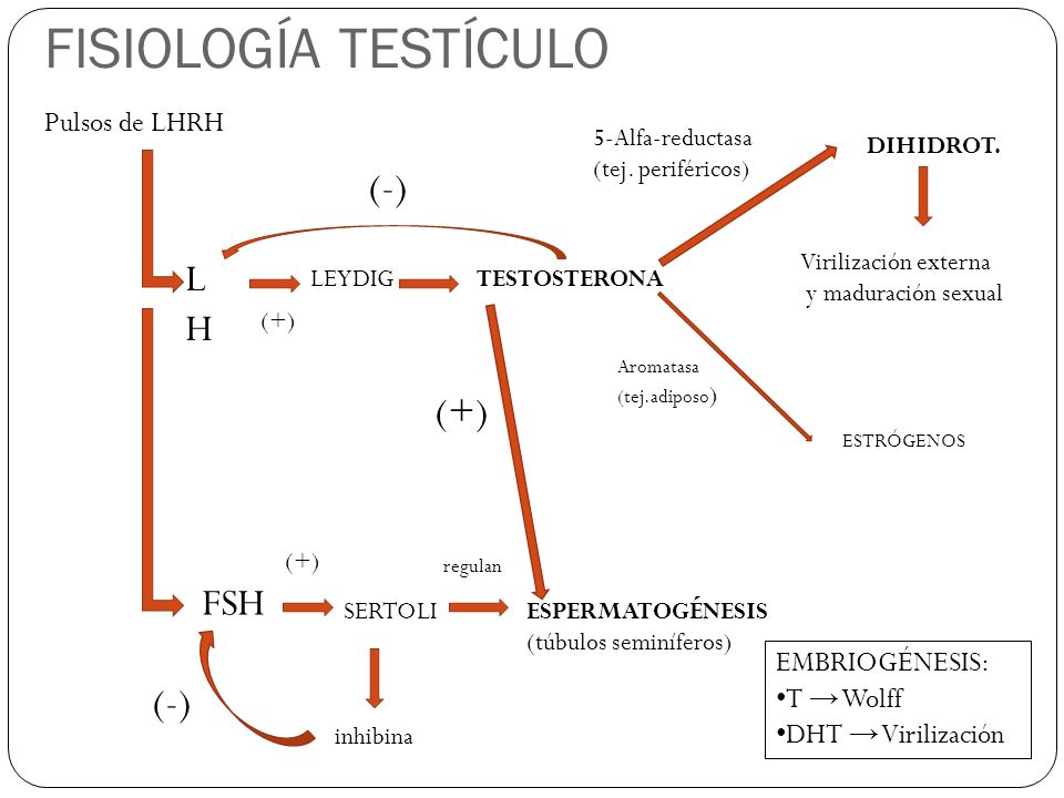FISIOLOGÍA TESTÍCULO (-) LH (+) FSH (-) Pulsos de LHRH EMBRIOGÉNESIS: