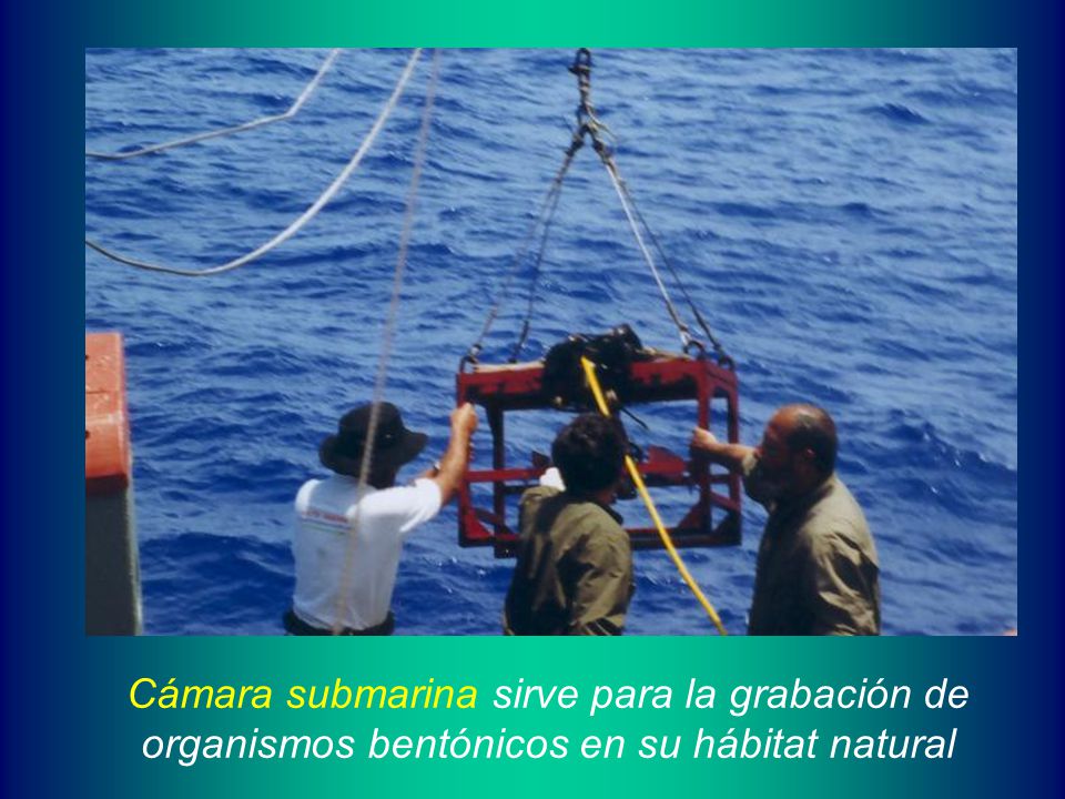 Cámara submarina sirve para la grabación de organismos bentónicos en su hábitat natural