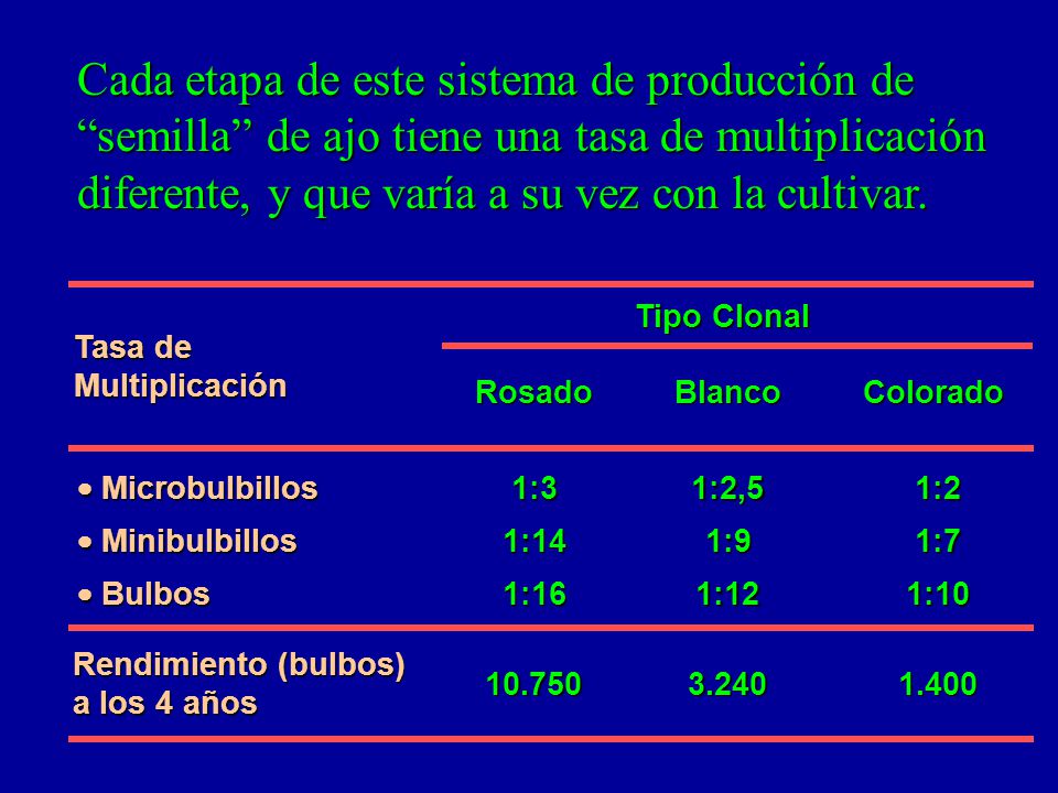 Cada etapa de este sistema de producción de semilla de ajo tiene una tasa de multiplicación diferente, y que varía a su vez con la cultivar.