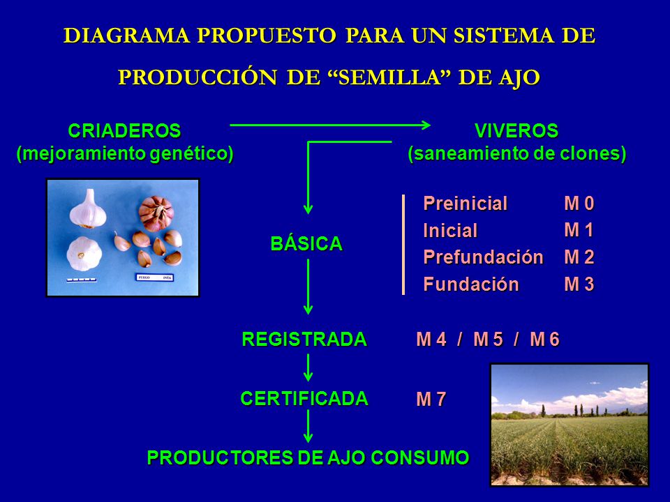 DIAGRAMA PROPUESTO PARA UN SISTEMA DE PRODUCCIÓN DE SEMILLA DE AJO