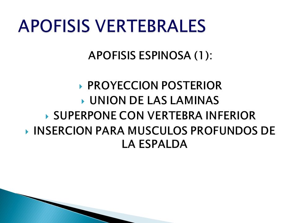 APOFISIS VERTEBRALES APOFISIS ESPINOSA (1): PROYECCION POSTERIOR