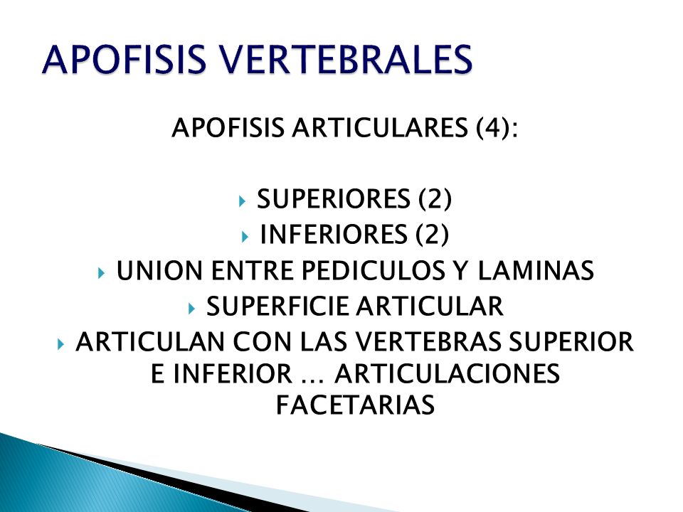 APOFISIS ARTICULARES (4): UNION ENTRE PEDICULOS Y LAMINAS