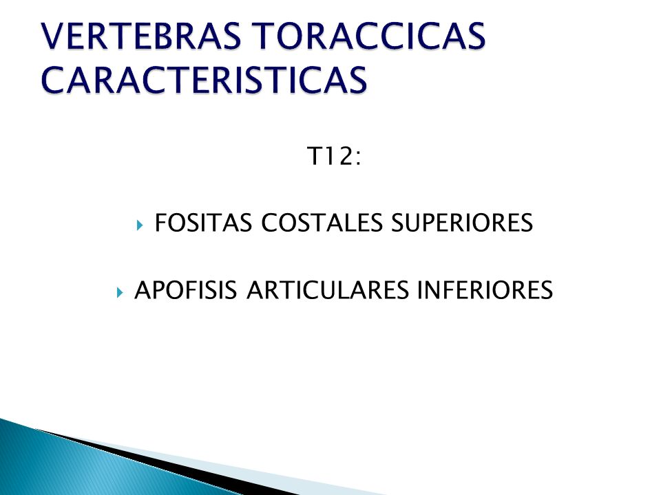 VERTEBRAS TORACCICAS CARACTERISTICAS