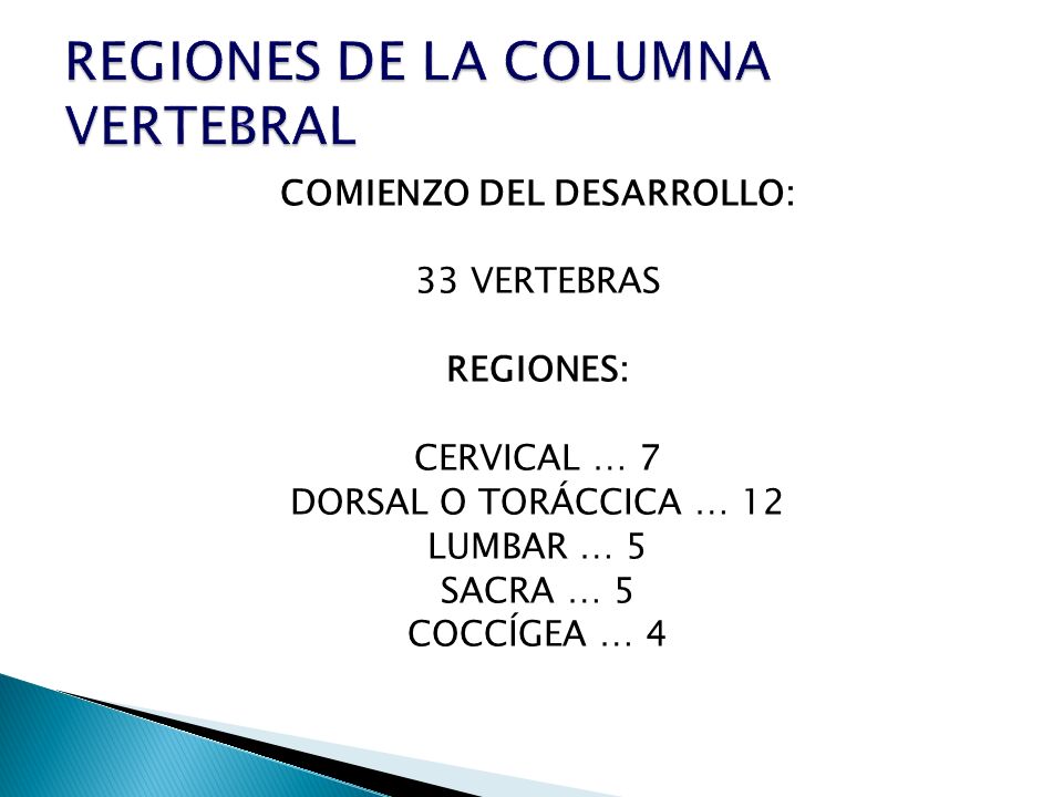 REGIONES DE LA COLUMNA VERTEBRAL