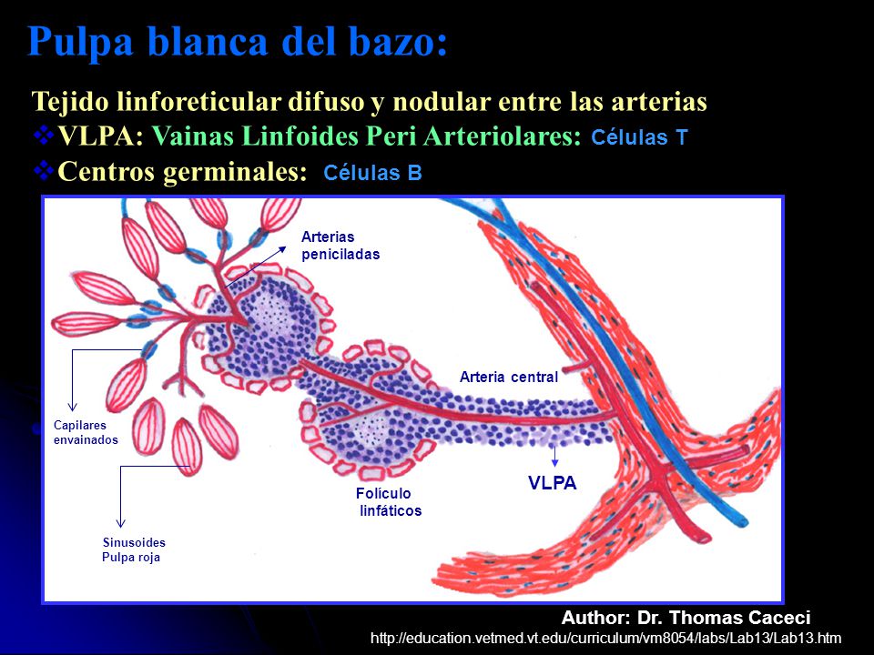 Pulpa blanca del bazo: Tejido linforeticular difuso y nodular entre las arterias. VLPA: Vainas Linfoides Peri Arteriolares: Células T.