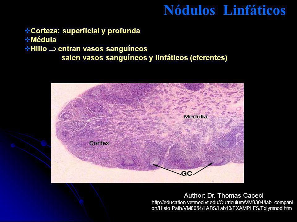 Nódulos Linfáticos Corteza: superficial y profunda Médula