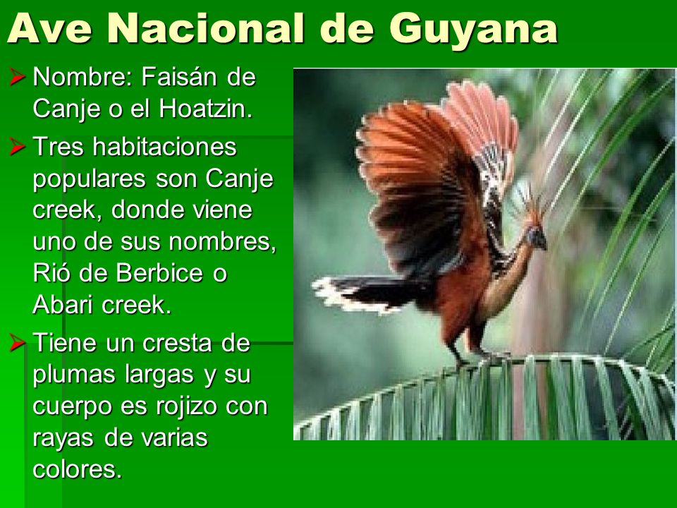 Ave Nacional de Guyana Nombre: Faisán de Canje o el Hoatzin.