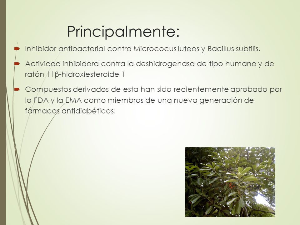Principalmente: Inhibidor antibacterial contra Micrococus luteos y Bacillus subtilis.