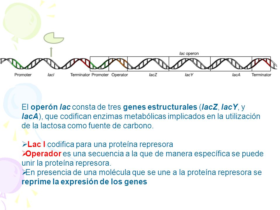 El operón lac consta de tres genes estructurales (lacZ, lacY, y lacA), que codifican enzimas metabólicas implicados en la utilización de la lactosa como fuente de carbono.
