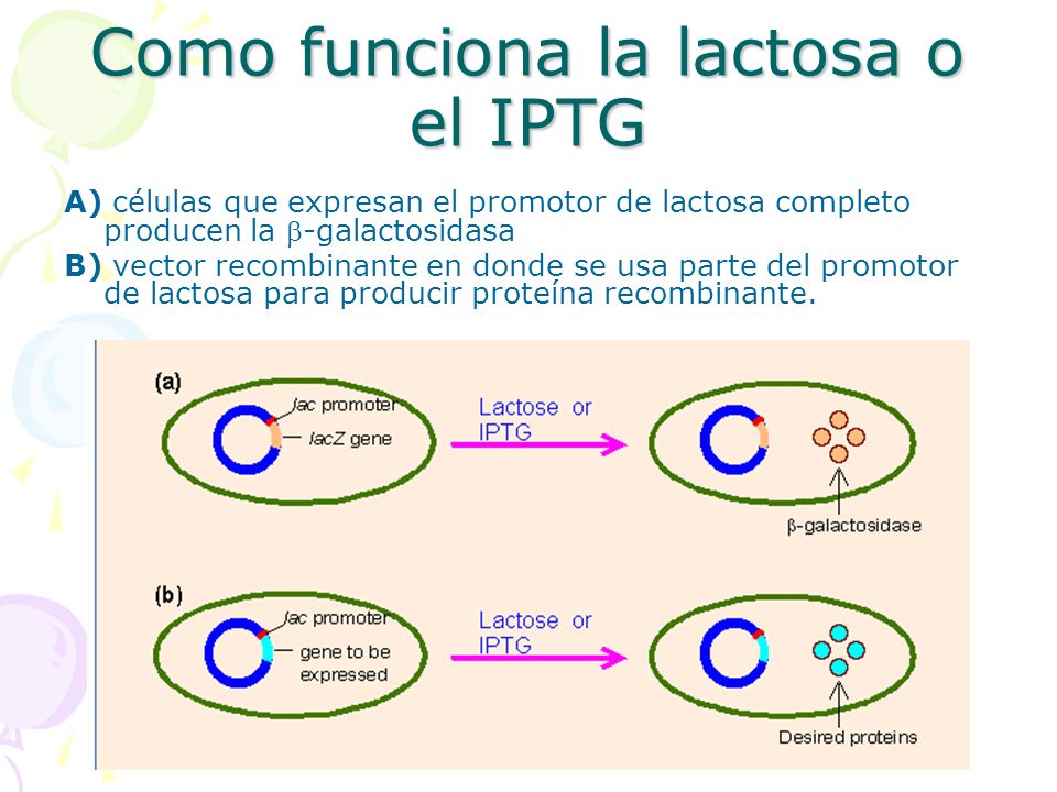 Como funciona la lactosa o el IPTG