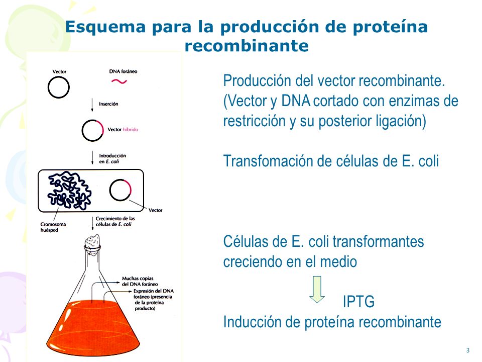 Esquema para la producción de proteína recombinante