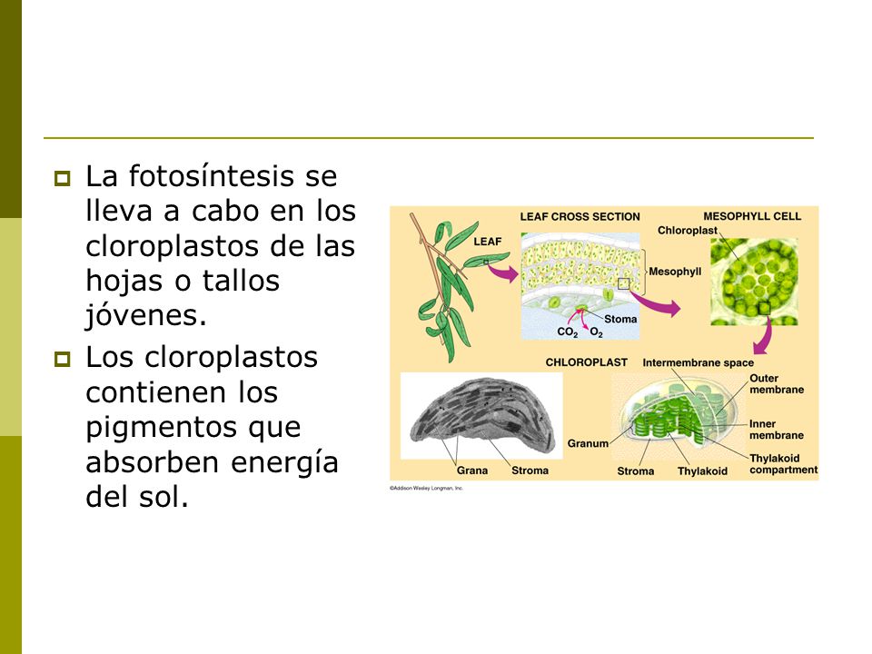 La fotosíntesis se lleva a cabo en los cloroplastos de las hojas o tallos jóvenes.