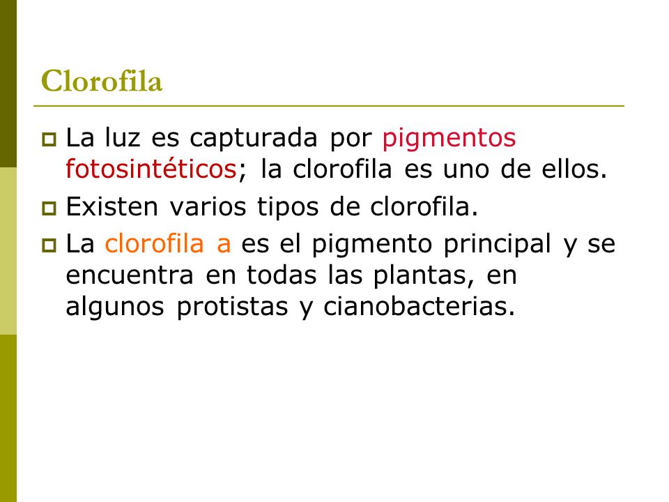 Clorofila La luz es capturada por pigmentos fotosintéticos; la clorofila es uno de ellos. Existen varios tipos de clorofila.