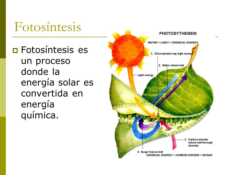 Fotosíntesis Fotosíntesis es un proceso donde la energía solar es convertida en energía química.