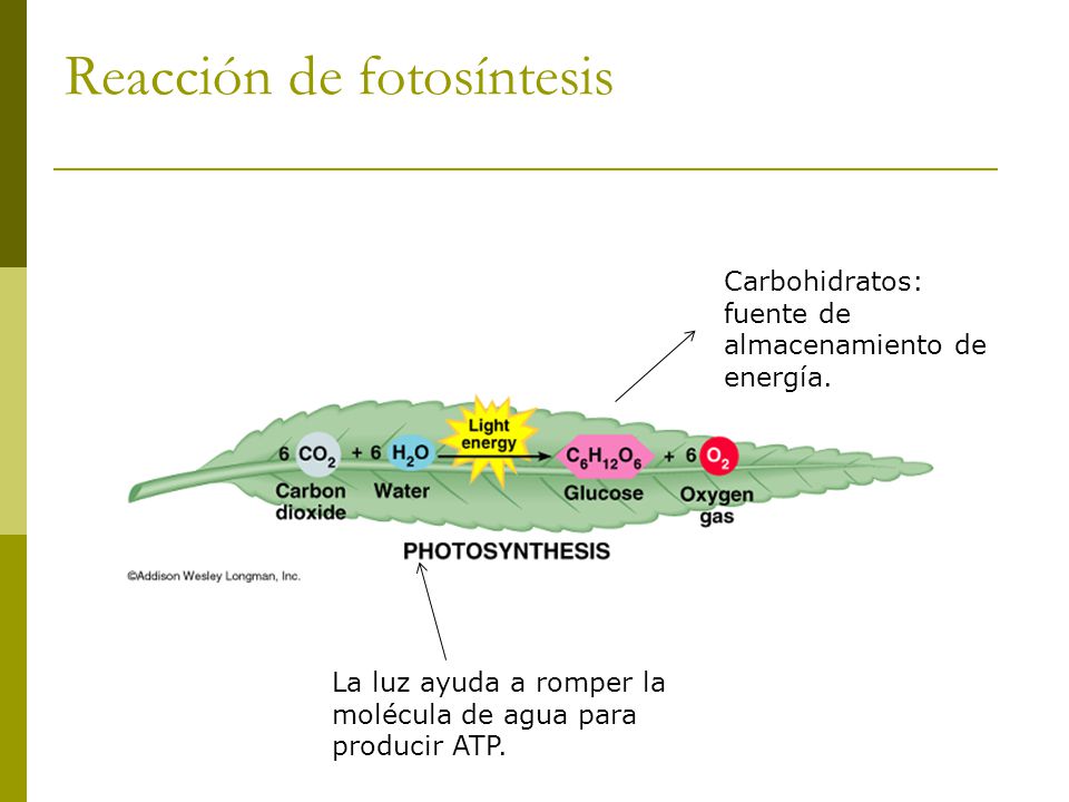 Reacción de fotosíntesis