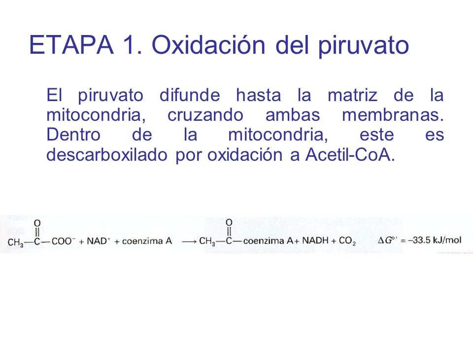 ETAPA 1. Oxidación del piruvato