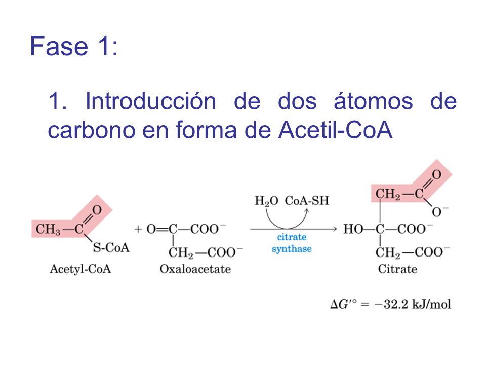 Fase 1: 1. Introducción de dos átomos de carbono en forma de Acetil-CoA