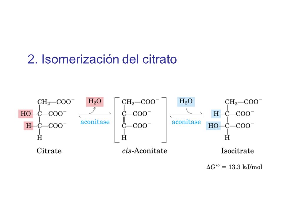 2. Isomerización del citrato