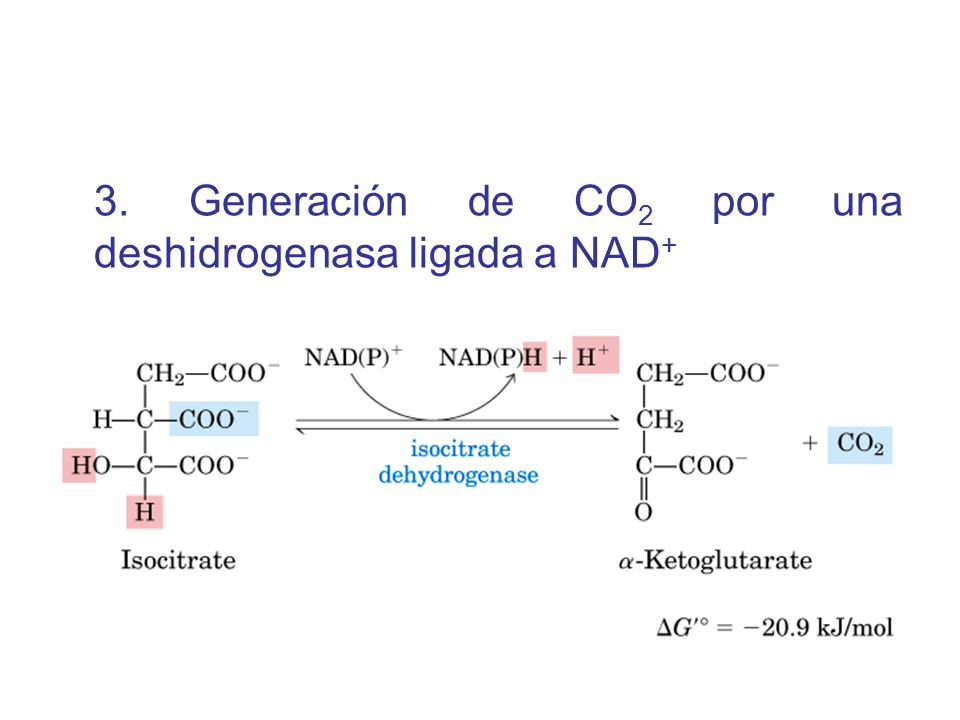 3. Generación de CO2 por una deshidrogenasa ligada a NAD+