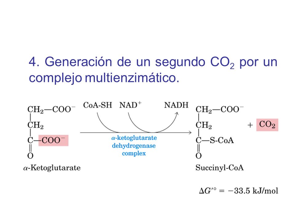 4. Generación de un segundo CO2 por un complejo multienzimático.