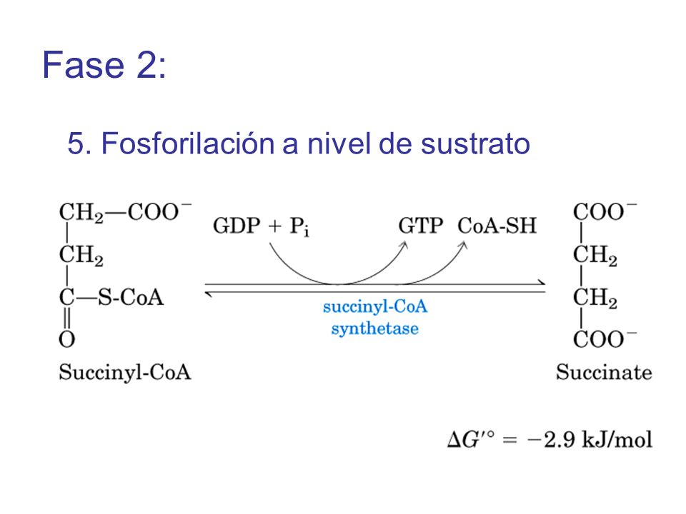 Fase 2: 5. Fosforilación a nivel de sustrato