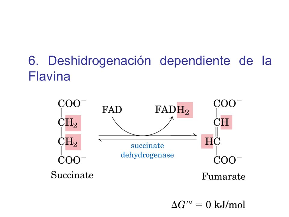 6. Deshidrogenación dependiente de la Flavina