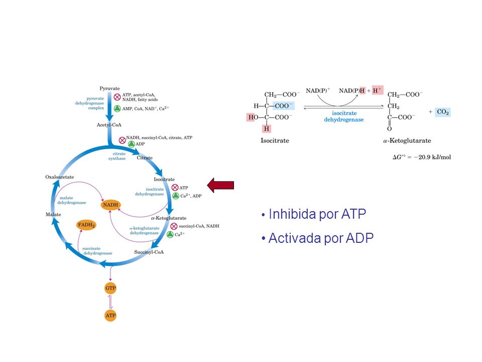 Inhibida por ATP Activada por ADP