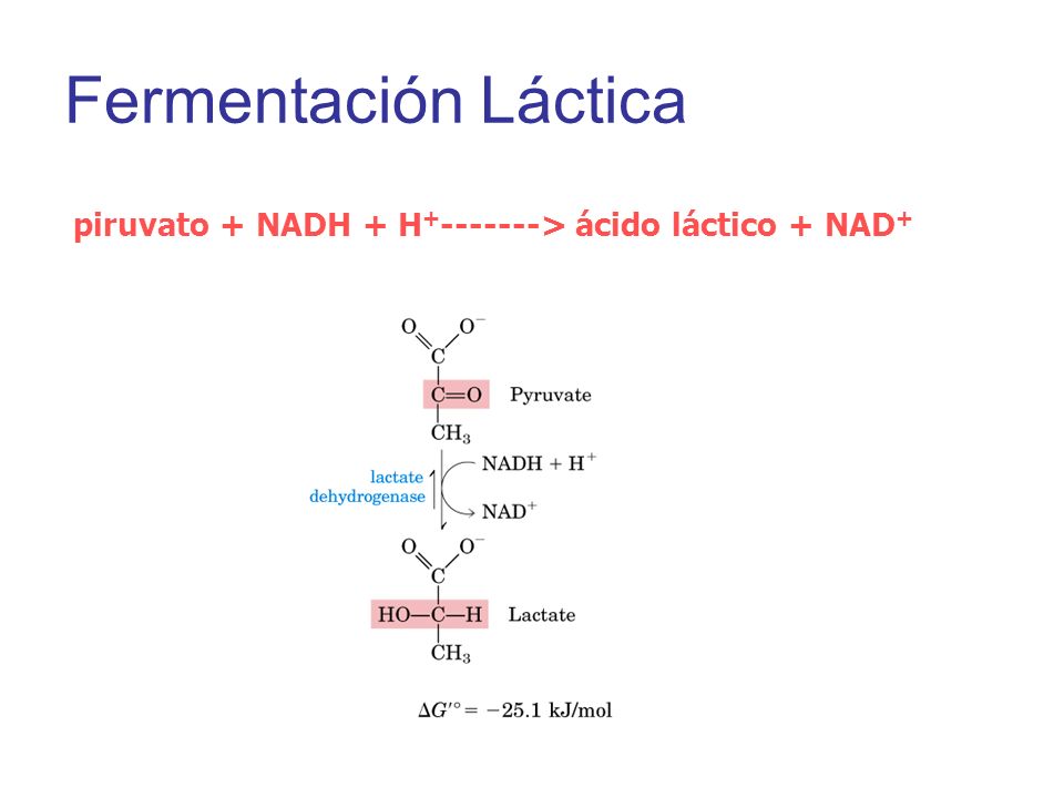 Fermentación Láctica piruvato + NADH + H > ácido láctico + NAD+