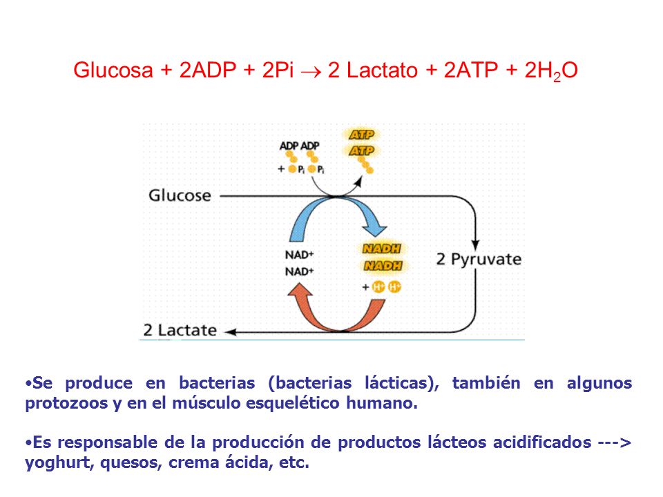 Glucosa + 2ADP + 2Pi  2 Lactato + 2ATP + 2H2O
