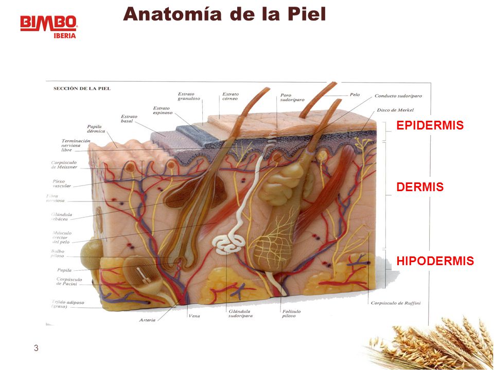 Anatomía de la Piel EPIDERMIS DERMIS HIPODERMIS