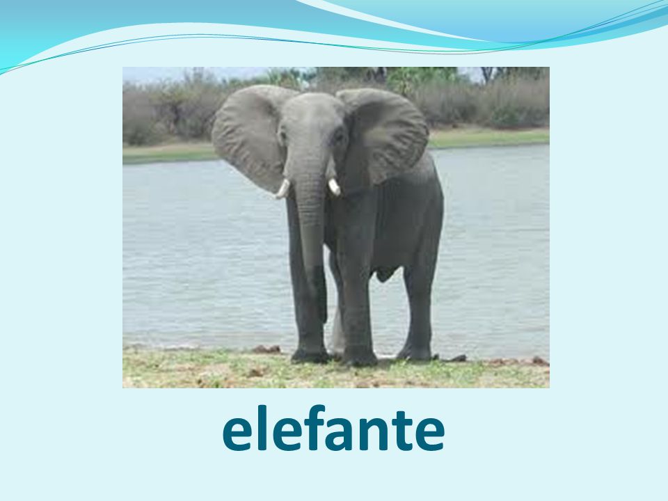 elefante