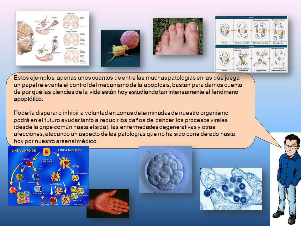 Estos ejemplos, apenas unos cuantos de entre las muchas patologías en las que juega un papel relevante el control del mecanismo de la apoptosis, bastan para darnos cuenta de por qué las ciencias de la vida están hoy estudiando tan intensamente el fenómeno apoptótico.