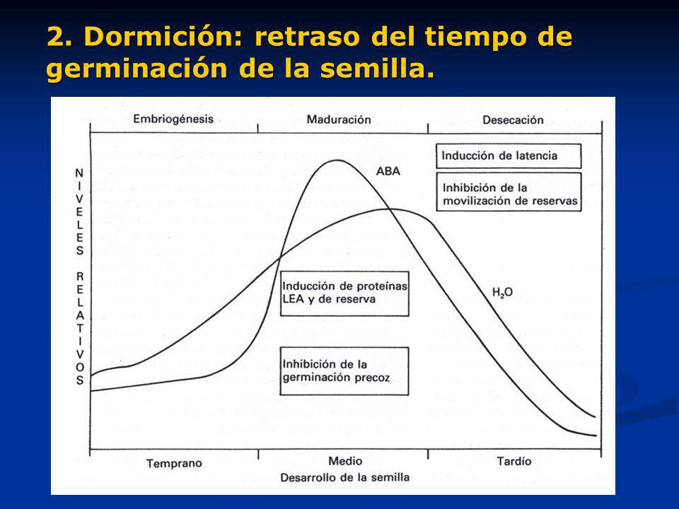 2. Dormición: retraso del tiempo de germinación de la semilla.