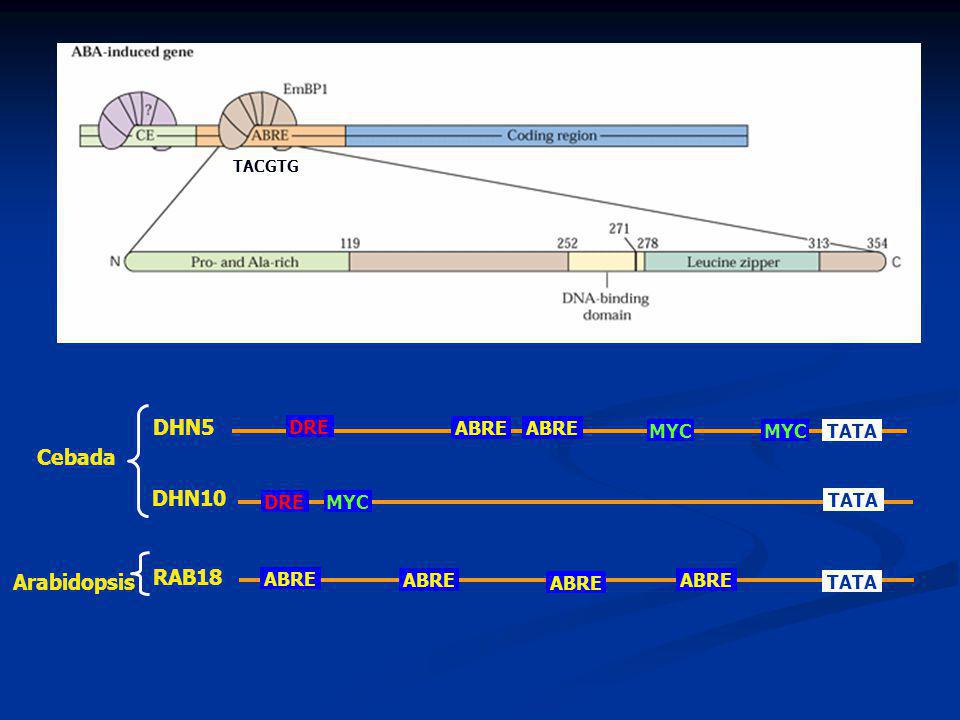 DHN5 Cebada DHN10 RAB18 Arabidopsis TATA DRE ABRE MYC TACGTG