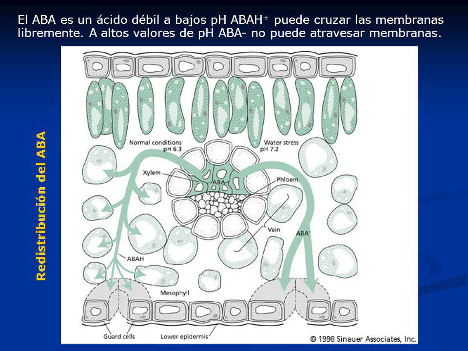 El ABA es un ácido débil a bajos pH ABAH+ puede cruzar las membranas