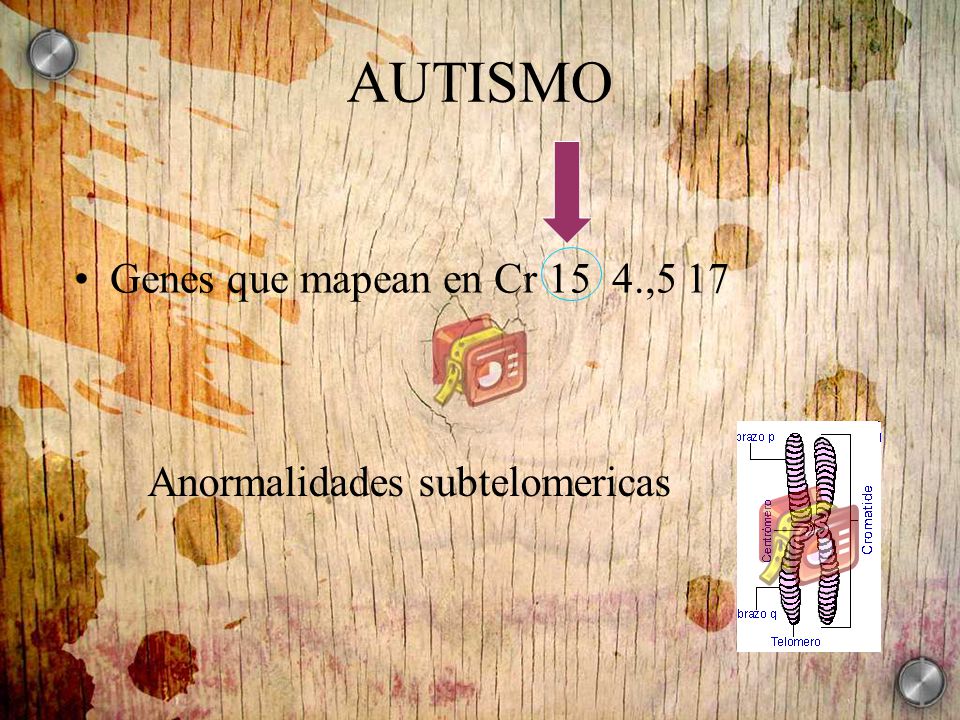 AUTISMO Genes que mapean en Cr 15 4.,5 17 Anormalidades subtelomericas