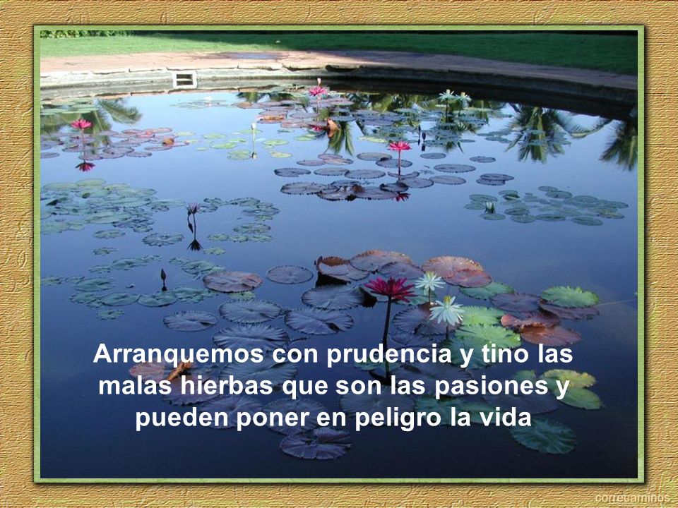 Arranquemos con prudencia y tino las malas hierbas que son las pasiones y pueden poner en peligro la vida
