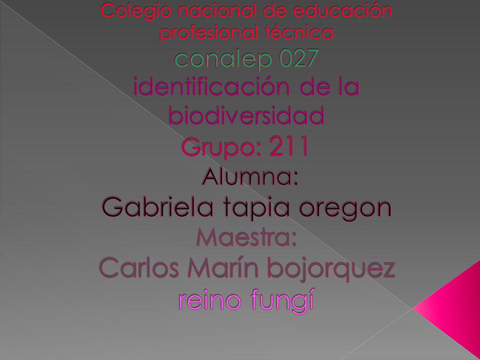 Colegio nacional de educación profesional técnica conalep 027 identificación de la biodiversidad Grupo: 211 Alumna: Gabriela tapia oregon Maestra: Carlos Marín bojorquez reino fungí