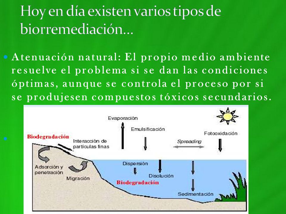 Hoy en día existen varios tipos de biorremediación…